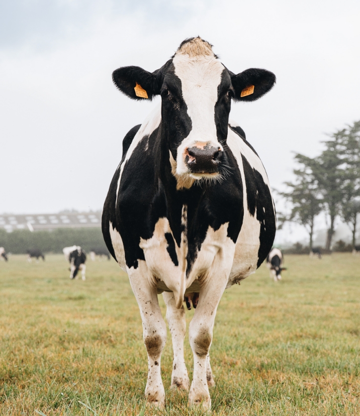 Vache laitière bretonne